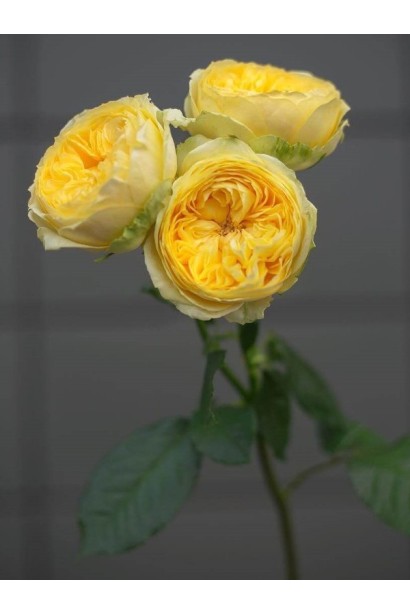 Троянда чайно-гібридна ‘Каталіна’